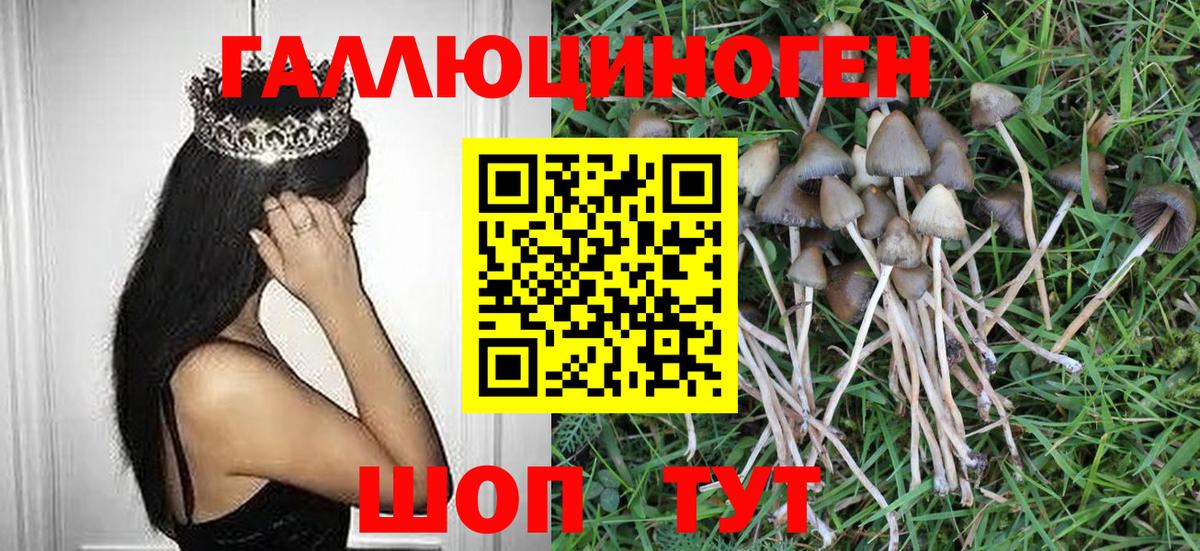 купить наркотик  Вход с VPN  Краснодар  Псилоцибиновые грибы Cubensis 